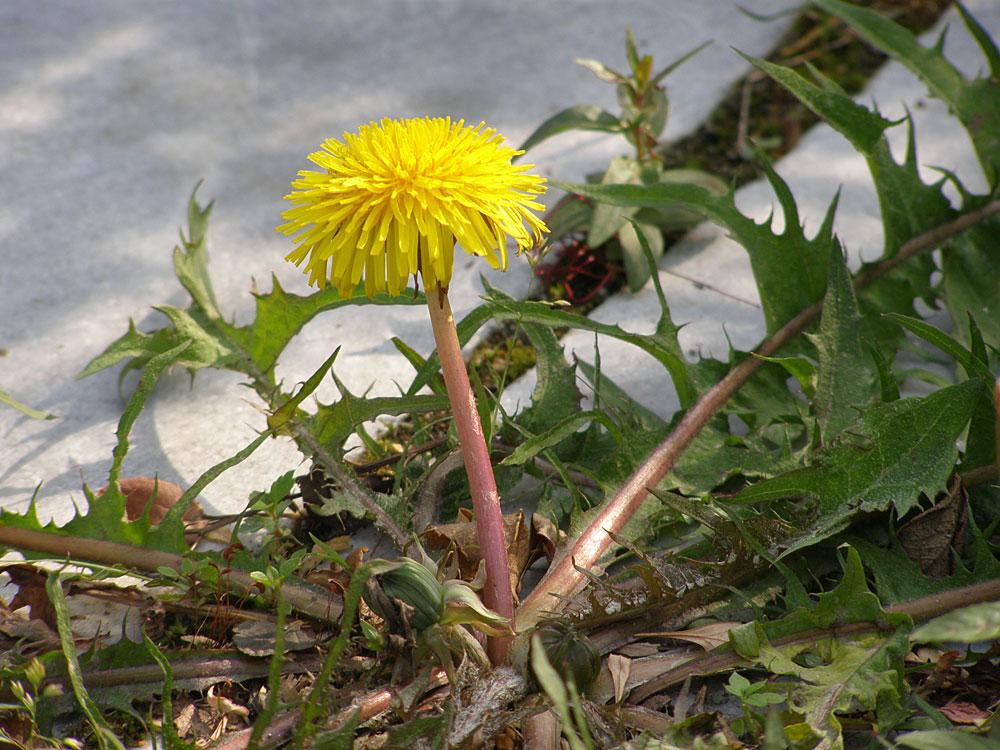  (Taraxacum offcinale)