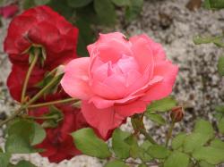Розы флорибунда "Николла Паганини" и "Пьер де Ронсар"