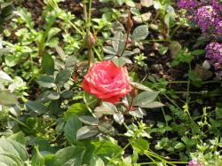 Роза миниатюрная "Алберих"