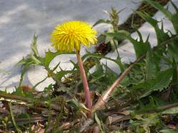  (Taraxacum offcinale)